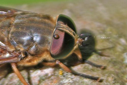 Tabanus sp.